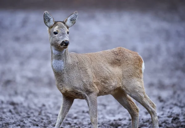 Roe Deer Capreolus Capreolus Het Bos Het Vroege Voorjaar — Stockfoto