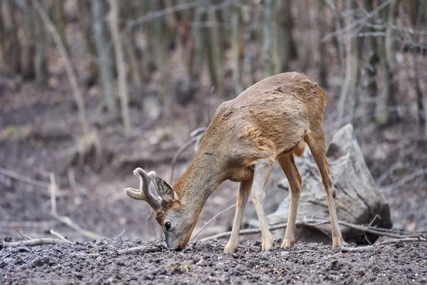 Roebuck Capreolus Capreolus Στο Δάσος Στις Αρχές Της Άνοιξης — Φωτογραφία Αρχείου