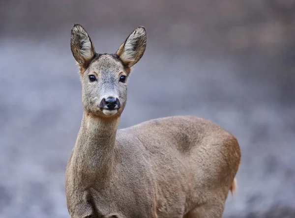 Roe Deer Capreolus Capreolus Het Bos Het Vroege Voorjaar — Stockfoto