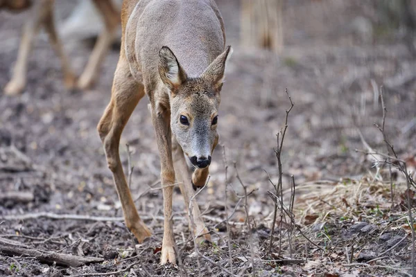 Roe Deer Capreolus Capreolus Forest Early Spring — Stock Photo, Image