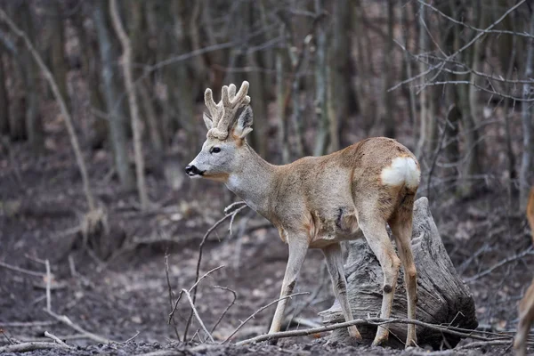 Roebuck Capreolus Capreolus Het Bos Vroege Lente — Stockfoto