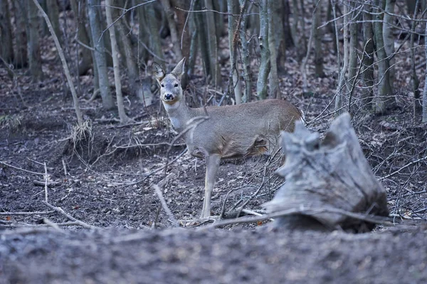 Capriolo Capreolo Capreolo Nella Foresta All Inizio Della Primavera — Foto Stock