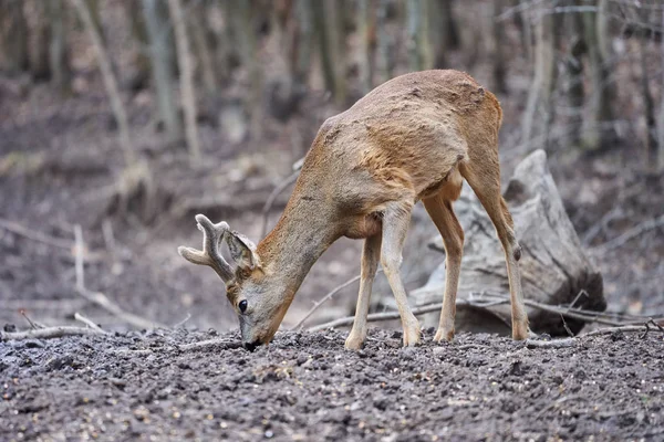 Roebuck Capreolus Capreolus Floresta Início Primavera Imagens Royalty-Free