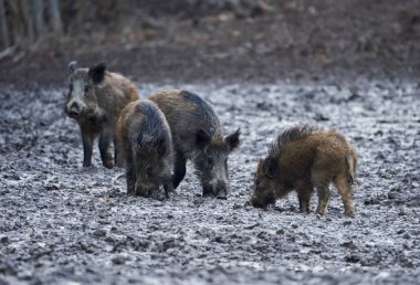 Akşamları çamuru eşeleyen yabani domuzlar.