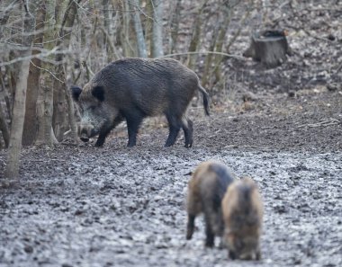 Akşamları çamuru eşeleyen yabani domuzlar.