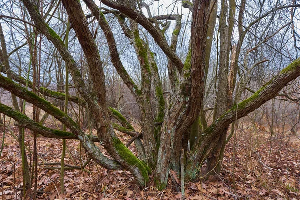 霧の日に苔で覆われた倒木 — ストック写真