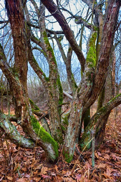 Contorted Trees Covered Moss Misty Day — Stock Photo, Image