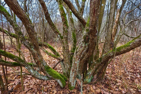 霧の日に苔で覆われた倒木 — ストック写真