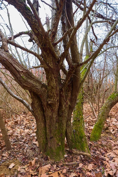 Alberi Contorti Ricoperti Muschio Una Giornata Nebbiosa — Foto Stock