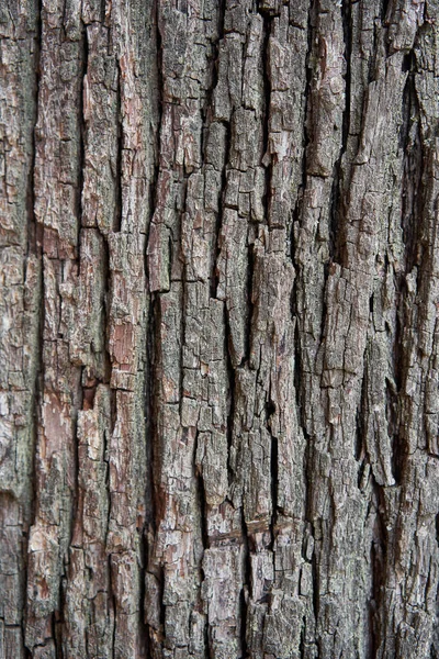 Closeup Tree Bark Long Deep Cracks — Stock Photo, Image