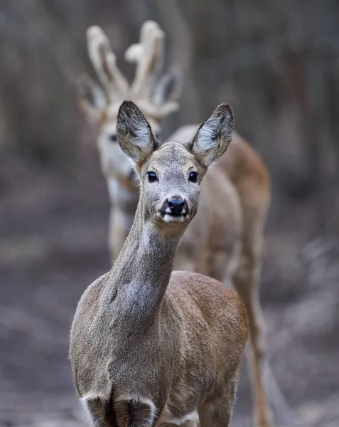 Groep Ree Bok Het Bos — Stockfoto