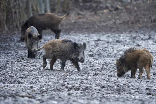 Wild Hogs Rooting Mud Evening — Stock Photo, Image