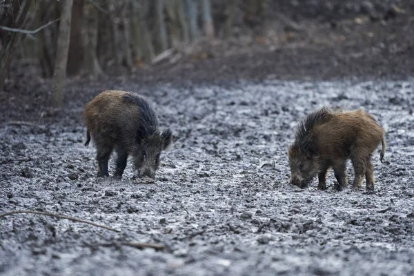 Wild hogs rooting in the mud in the evening