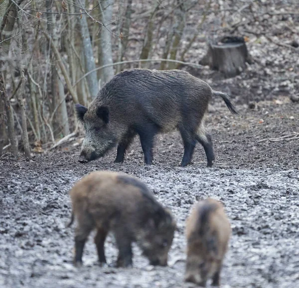 Wild Hogs Rooting Mud Evening — Stock Photo, Image