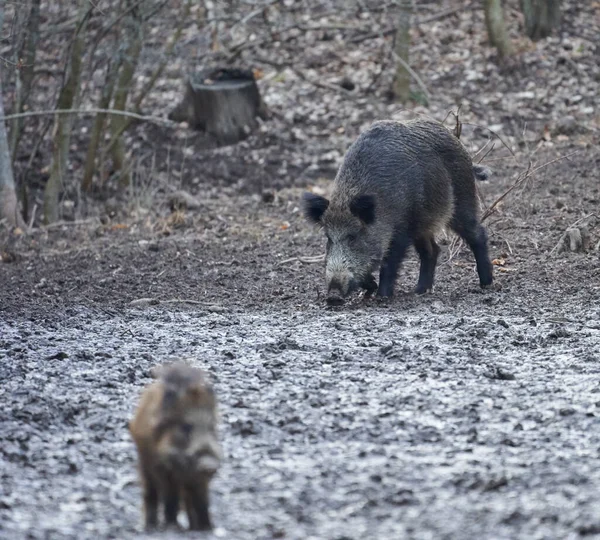 Porcs Sauvages Enracinés Dans Boue Dans Soirée — Photo