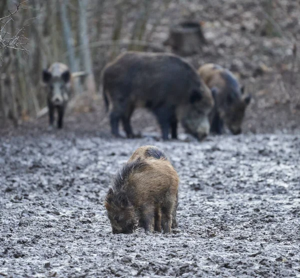 Wild hogs rooting in the mud in the evening