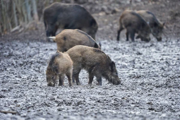 Porcs Sauvages Enracinés Dans Boue Dans Soirée — Photo