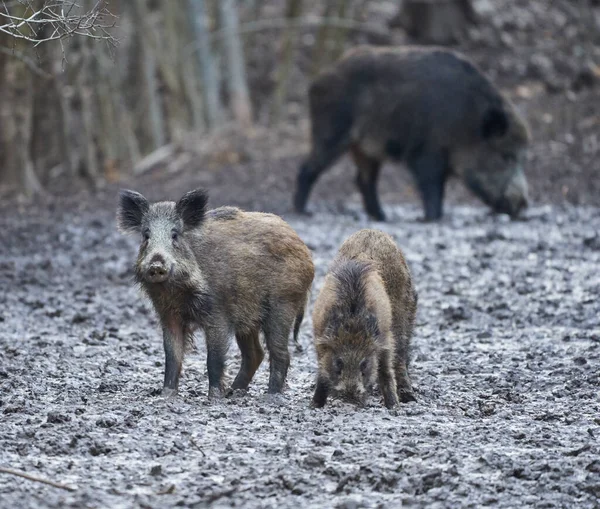 Porcs Sauvages Enracinés Dans Boue Dans Soirée — Photo