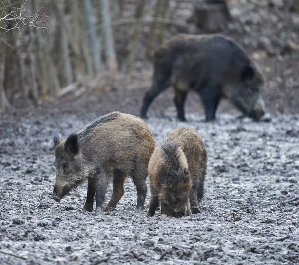 Wild hogs rooting in the mud in the evening