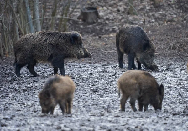 Wild hogs rooting in the mud in the evening