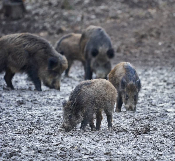 Cerdos Salvajes Enraizándose Barro Por Noche —  Fotos de Stock