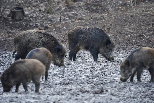 Wild Hogs Rooting Mud Evening — Stock Photo, Image