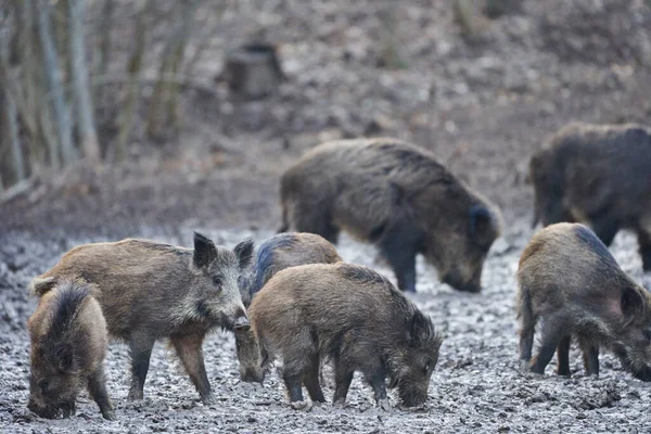 Wild Hogs Rooting Mud Evening — Stock Photo, Image