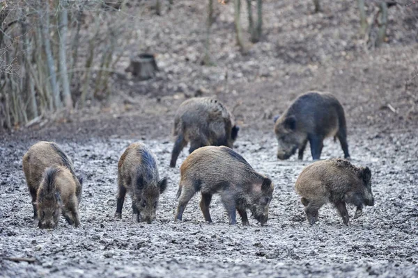 Wieczorem Dzikie Świnie Zakorzenione Błocie — Zdjęcie stockowe