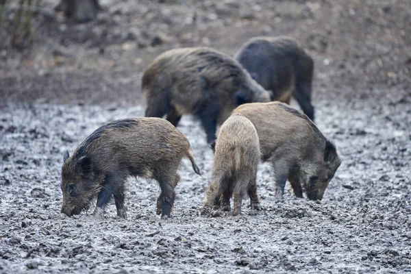 Porcs Sauvages Enracinés Dans Boue Dans Soirée — Photo