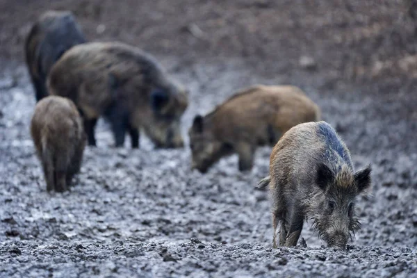 Porcs Sauvages Enracinés Dans Boue Dans Soirée — Photo