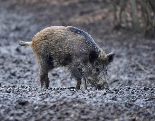 Porc Sauvage Enraciné Dans Boue Dans Soirée — Photo