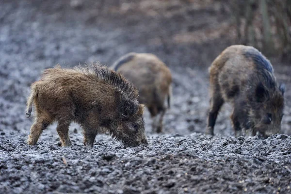 Porcs Sauvages Enracinés Dans Boue Dans Soirée — Photo