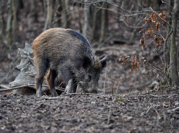 Wild hog rooting in the mud in the evening