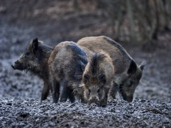 Wild Hogs Rooting Mud Evening — Stock Photo, Image