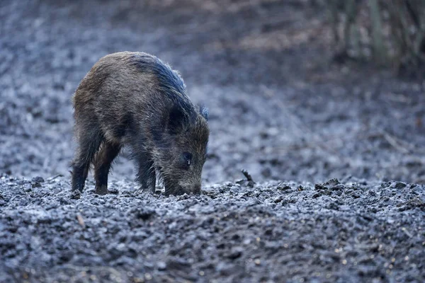 夜晚野猪在泥里生根 — 图库照片