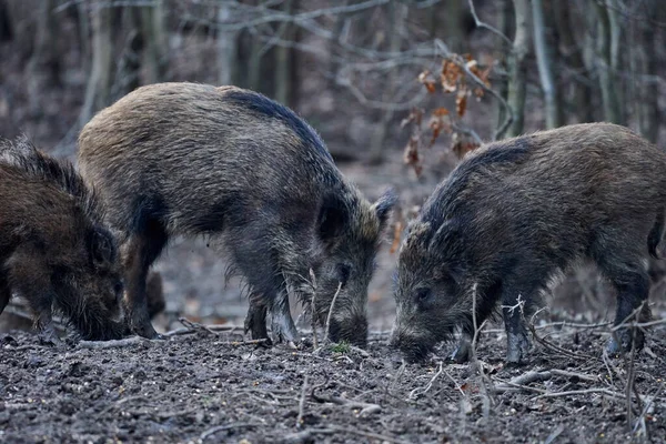 Wieczorem Dzikie Świnie Zakorzenione Błocie — Zdjęcie stockowe