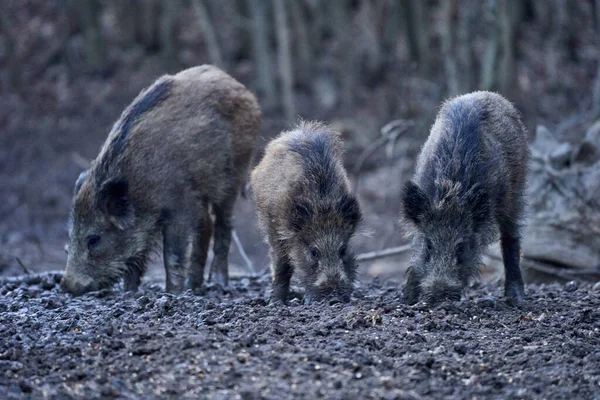 Porcs Sauvages Enracinés Dans Boue Dans Soirée — Photo