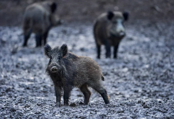 Porcs Sauvages Enracinés Dans Boue Dans Soirée Images De Stock Libres De Droits