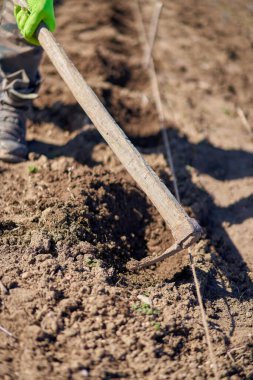 Erkek eller lavanta tarlasında çapalanıyor