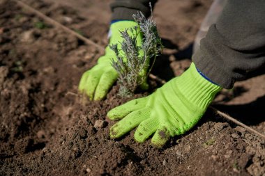 Çiftçi elleri tarlaya lavanta tohumu ekiyor.