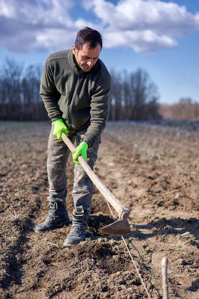 Rolnik Pracujący Nad Plantacją Lawendy — Zdjęcie stockowe