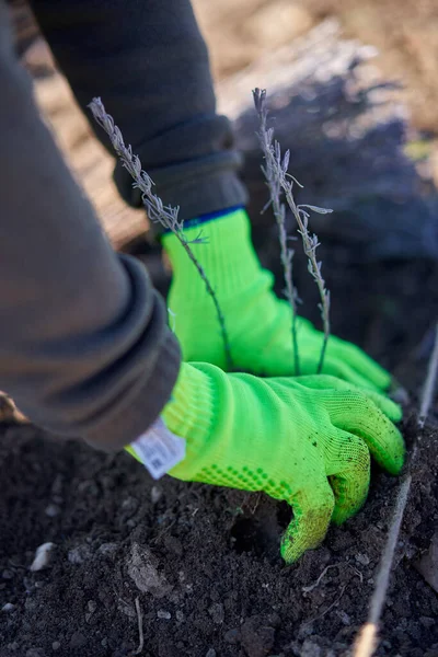 Mãos Fazendeiro Plantando Mudas Lavanda Campo — Fotografia de Stock