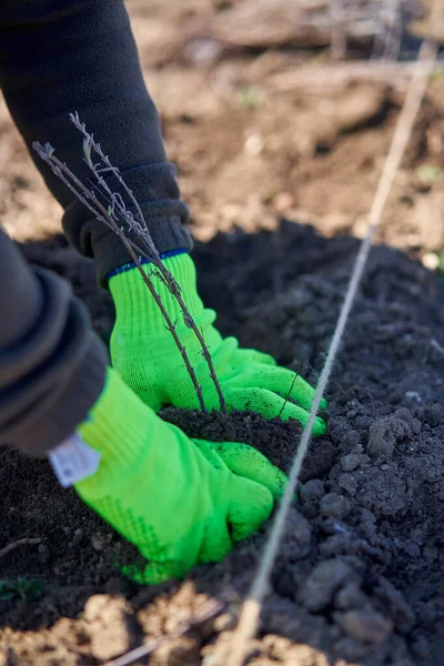 Boerenhanden Planten Lavendelzaailingen Het Veld — Stockfoto