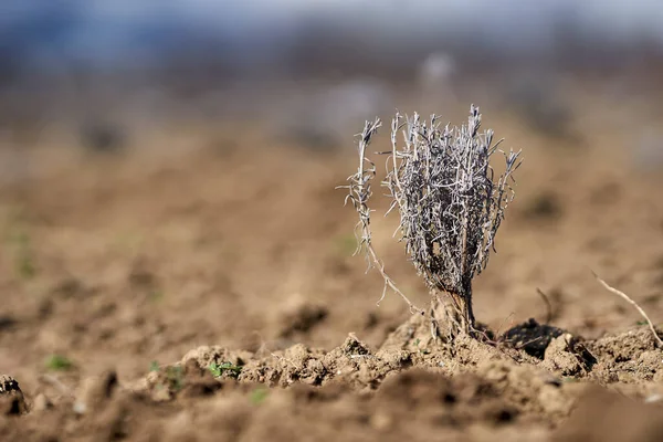 Primer Plano Del Arbusto Lavanda Primavera Antes Floración — Foto de Stock