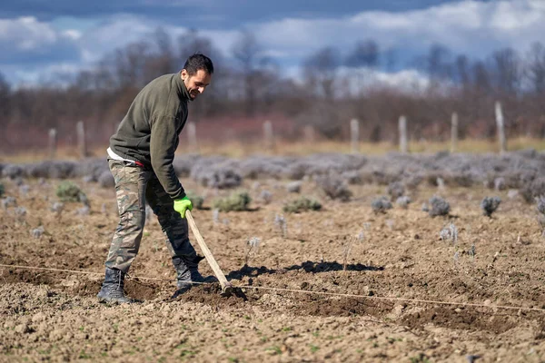 Jordbrukare Som Arbetar Sin Lavendelplantage — Stockfoto