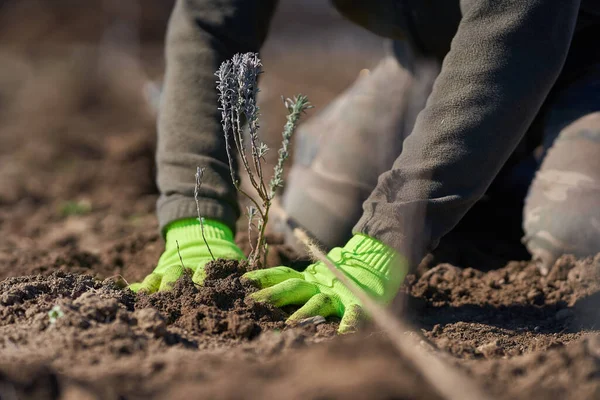 Manos Granjero Plantando Plántulas Lavanda Campo — Foto de Stock