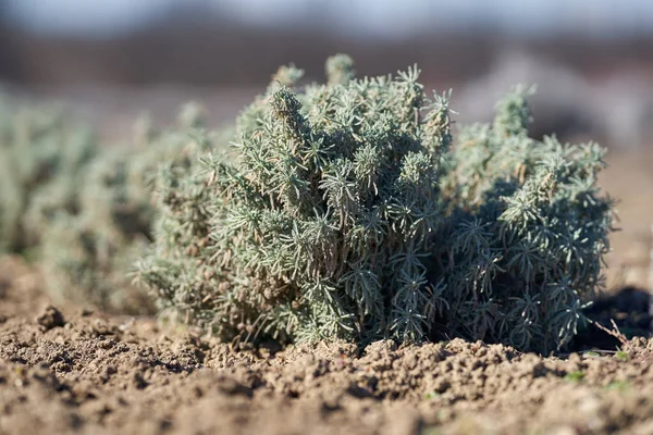 Primer Plano Del Arbusto Lavanda Primavera Antes Floración —  Fotos de Stock