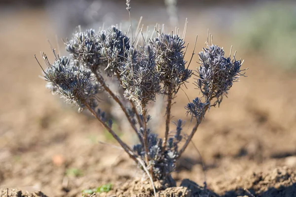 Close Van Een Struik Van Lavendel Het Voorjaar Voor Bloei — Stockfoto