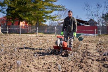 Çiftçinin lavanta tarlasında motorlu bir dümenciyle ot otlaması