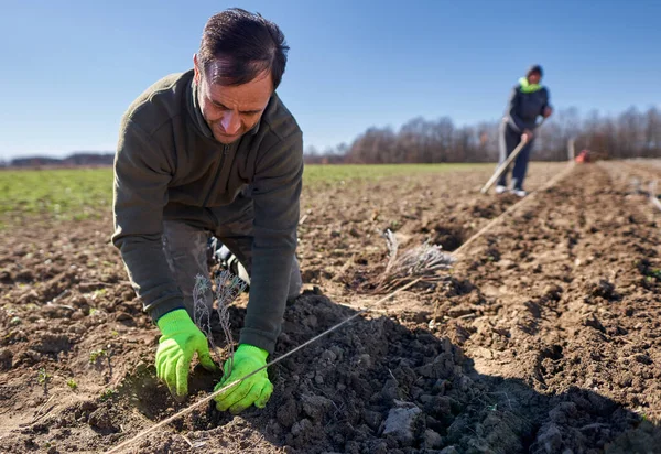 Homme Plantant Lavande Sur Terre Printemps — Photo